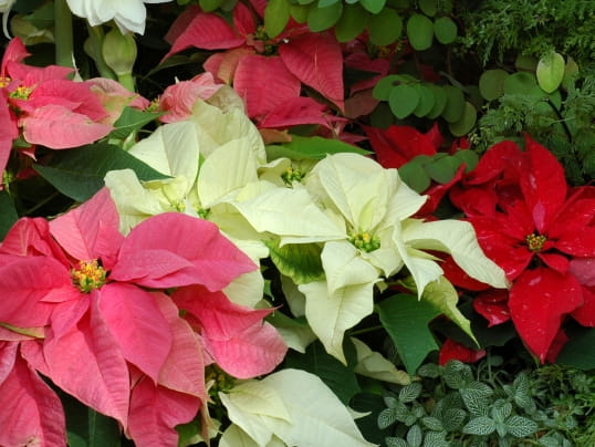 Poinsettias 2025