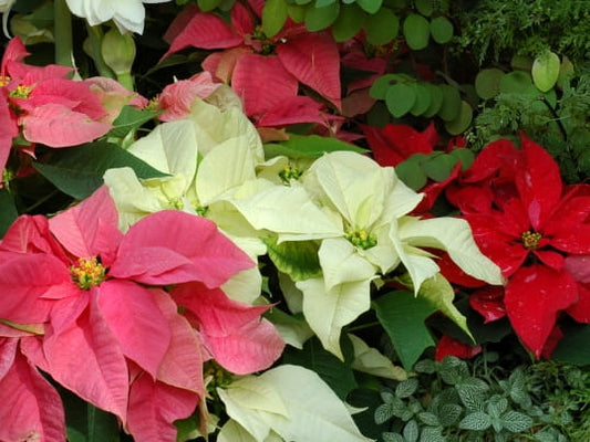Poinsettias 2025