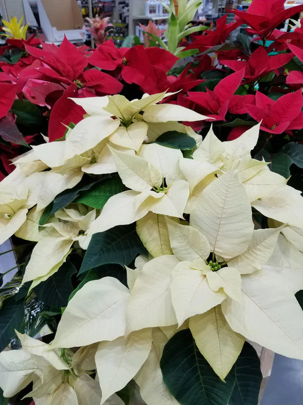 Poinsettias 2025