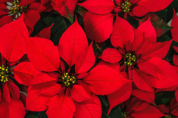 Poinsettias 2025